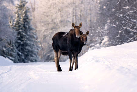 Moose in the Snow in Riding Mountain Provincial Park Canadaの写真素材