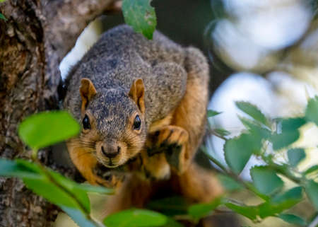 Squirrel in tree close up Saskatchewan Canada Summerの写真素材