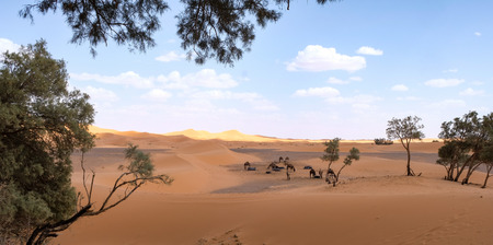Camels in Moroccoの写真素材