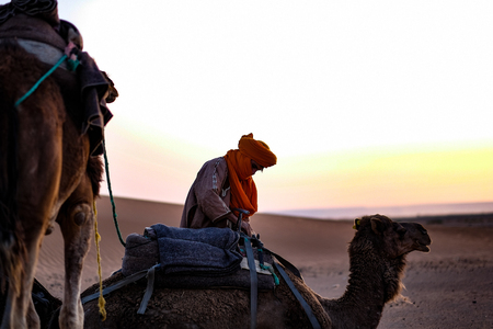 Camel in the desertの写真素材