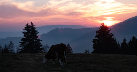 Sunset in the Black Forestの写真素材