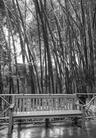 Bamboo forest in black and white with benchの写真素材