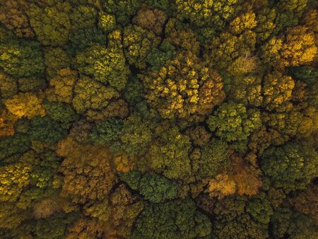 FORREST