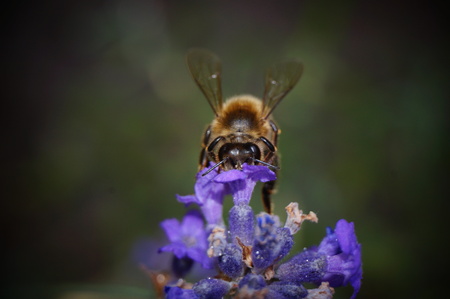Bee collecting nectarの写真素材