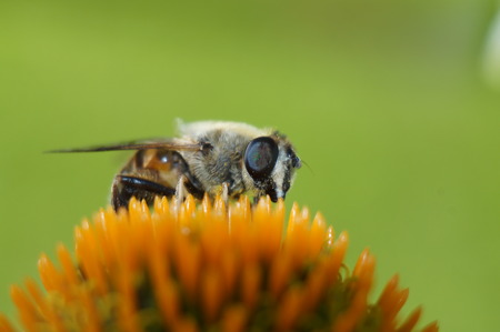bee on flower