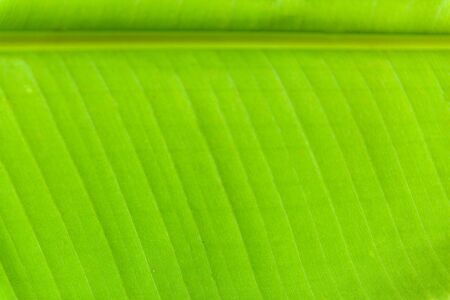 The detailed pattern images of the banana leavesの写真素材