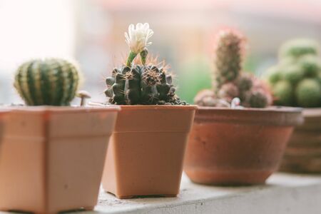 White cactus flower in a small potの写真素材