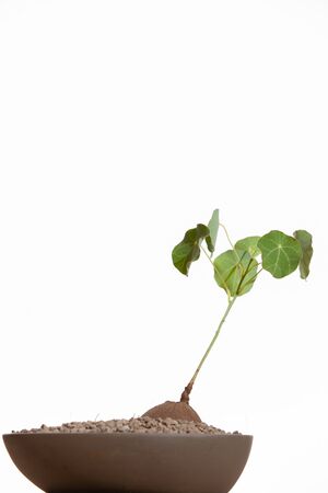 The leaves of the Stephania Erecta tree, which were lit in the studio.の写真素材