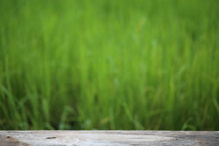 old brown wooden floor beside green riceの写真素材