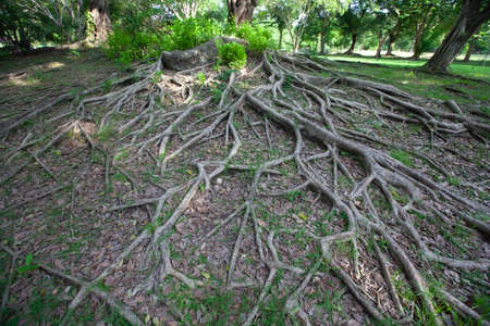 Large roots cover the ground.の写真素材