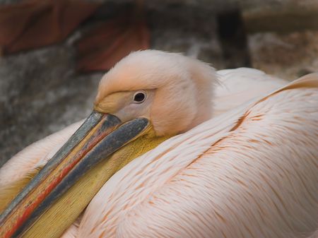 pelican sitting and resting or breedingの写真素材