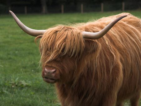 Scottisch highland cattle on the meadows