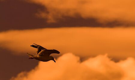 flying seagull at dawn, with orange cloudsの写真素材