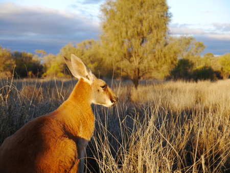 Close up of a kangaroo in the outback of Australia