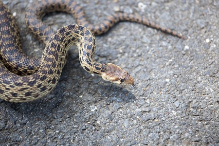 Gopher snake on black asphalt.の写真素材