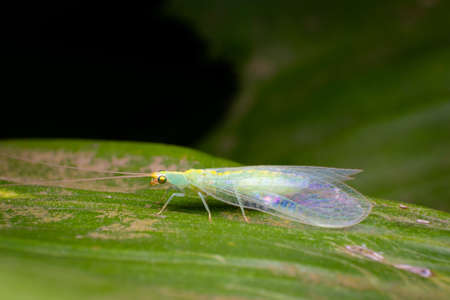 Green lacewing on the leaf. These insects are known as beneficial insects. Their larvae feed on soft-bodied insects like aphids also control many different pests. Used selective focus.の写真素材