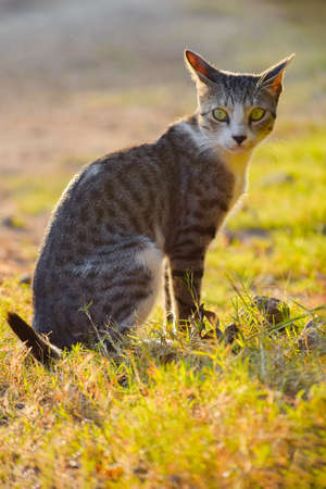 Black and grey white colored Cat taking sunbath in the evening sun light and hearing sounds by...