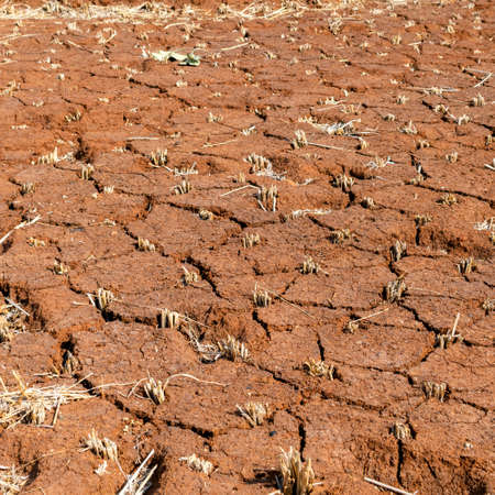 Remains of paddy also known as rice in the red soil with cracks on it. After harvesting of paddy the stubbles of the crop plant remains in the soil of farm land.の写真素材