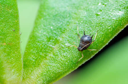 One black colored aphid on the leaf. These are the insect pest which suck the cell sap and damage the agriculture crops. Used selective focus.の写真素材