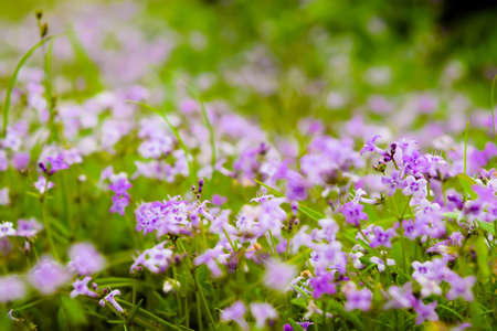 Purple colored small flowers bloom during the monsoon rainy season in the western ghats of maharashtra. Used selective focus.の写真素材