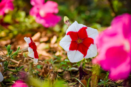 Two toned petunia flowers in red and white color from the garden during day time with sunlight. Used selective focus.の写真素材