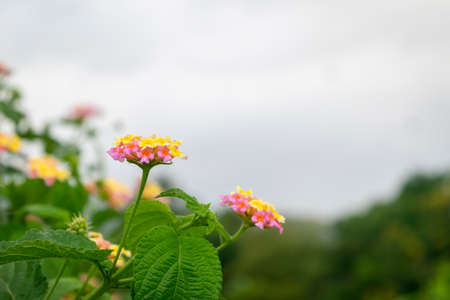 Beautiful multicolored lantana camara flowers with leaves on the plant. Used selective focus.の写真素材
