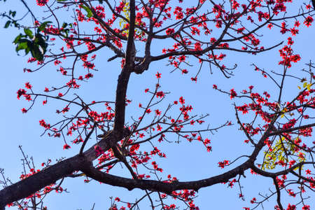 Lower angle of Bombax ceiba tree also known as Malabar silk-cotton tree, red cotton tree which have...