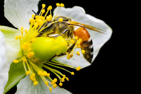 Honey bee getting nectar from the Jamaican cherry flower also known as Strawberry tree flower and pollinate the flower. Used selective focus.の写真素材