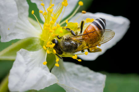 Honey bee getting nectar from jamaican cherry flower. Used selective focus.
