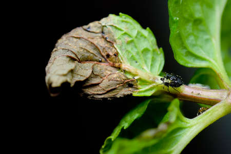 The Tingidae which is the family of small insects commonly known as Lace bugs moult of insect on the plant with damaged leaf of mint plant. This bug mainly feeds on leaf of plant.Used selective focus.の写真素材