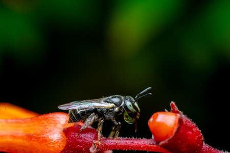 Small carpenter bee on the flower bud making bubble. Used selective focus.の写真素材