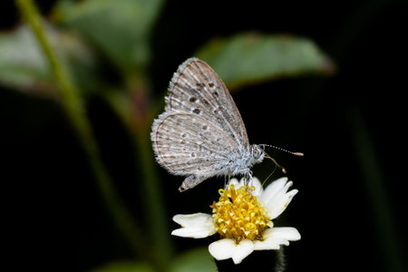 Grass blue butterfly getting nectar from Tridax flower. Details of butterfly tongue and wing scales pattern. Used selective focus.の写真素材