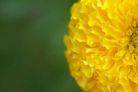 Close up of Half yellow color marigold flower fully bloomed petals with copy space to the leaf for natural background. Used selective focus.の写真素材