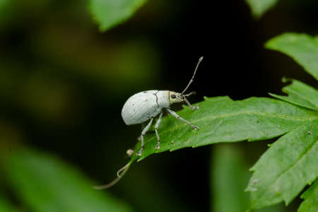 White pine weevil on the plant leaf cut it and damage the agriculture crop as well as ornamental...