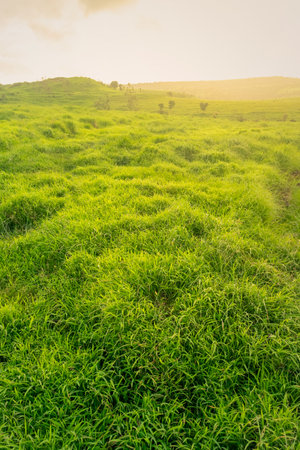 Beautiful green grass meadow shining in evening golden hour sunlight with bright sky and hills. Used selective focus.の写真素材