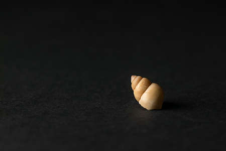 One sea shell on black colored background with copy space and selective focus.の写真素材