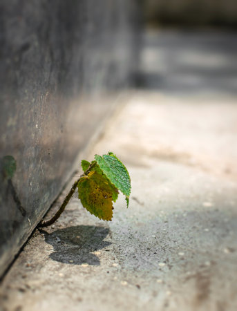 Plant growing between concrete stairs. Conceptual photo of never lose hope. Used selective focus and copy space for text.の写真素材