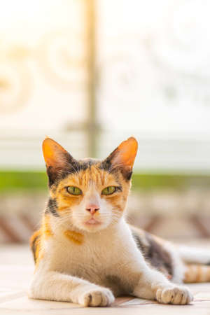 Beautiful three colored Cat sat on the floor and looking front to the camera. Used selective focus with copy space.の写真素材