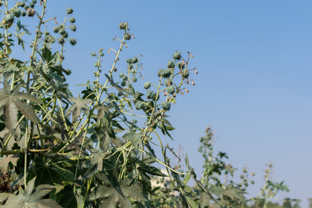Castor plants fully grown with its fruits and blue sky at background. Used selective focus.