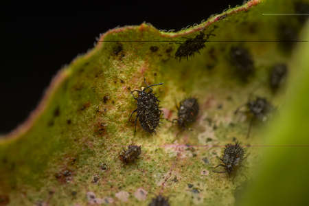 Tingidae insect nymphs also known as lace bugs on Holy basil leaf. These insects feed underside of leaves and produce honeydew substance. Used selective focus.の写真素材