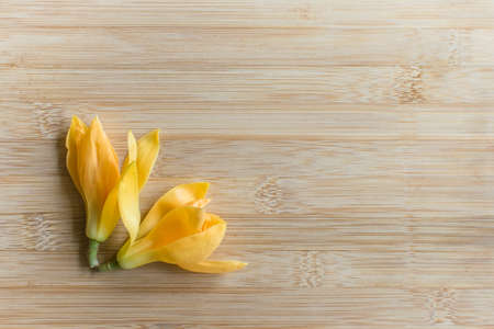 Two yellow colored plucked flowers on wooden background. These flowers are called as Michelia champaca also known as sonchampa which are very fragrant flowers used in perfumes.の写真素材