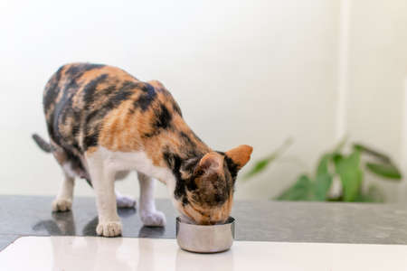 Three colored pet cat drinking milk from bowl. Used selective focus.の写真素材