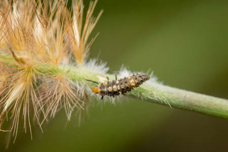 Macro photo of ladybird Beetle larva on grass inflorescence. It is a beneficial insect in agriculture because it control insect pests by feeding on it which harmful for crops. Used selective focus.の写真素材