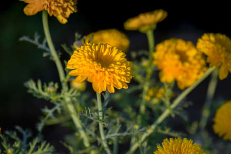 Beautiful flower in yellow color during evening time at flower farm field. Selective focus used.