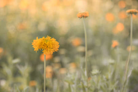 Yellow colored galata flower in the flower farm field fully bloomed with blurry background and selective focus used.の写真素材