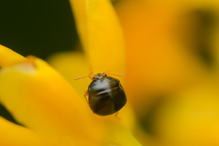Black bean bug also known as Brachyplatys on the petal of flower. Used selective focus.