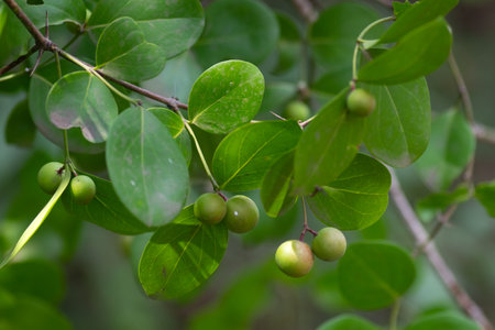 Conkerberry bush plum commonly known as Karonda or Karvand unripe hanging to the plant during summer...