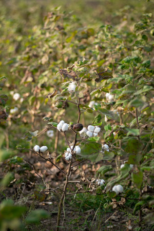 Cotton bolls fully matured on plant in the cotton farm field. Used selective focus.の写真素材