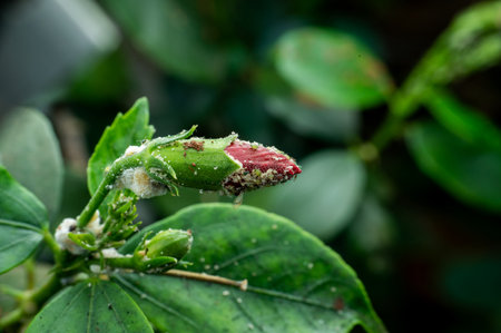 Aphids infested plant of hibiscus in the garden. Aphids are sucking pest which damages the plant by sucking plant sap and infect the plant with virus. Used selective focus.の写真素材