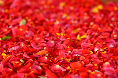 Red Rose petals spread on the surface for background. Used selective focus.の写真素材